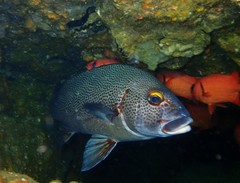 Plectorhinchus pica