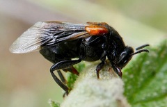 Ripiphorus