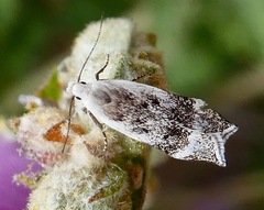 Coleotechnites invictella