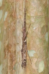 Trachythorax maculicollis