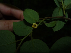 Diospyros virginiana