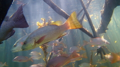 Lutjanus novemfasciatus