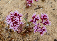 Chorizanthe staticoides