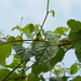 Ampelopsis glandulosa hancei - Photo ללא זכויות יוצרים, הועלה על ידי 葉子