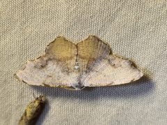 Epicompsa xanthocrossa