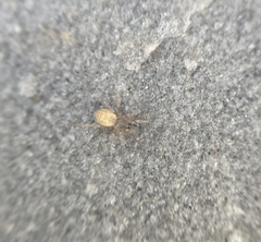 Araneae