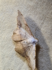 Epicompsa xanthocrossa