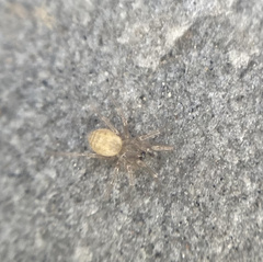 Araneae