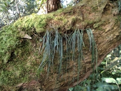 Vittaria isoetifolia