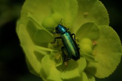 Psilothrix viridicoerulea