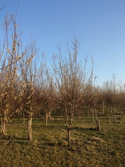 Salix daphnoides
