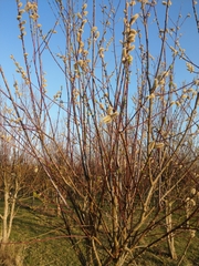 Salix daphnoides