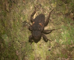 Notocalviceps rarus