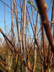 Salix daphnoides