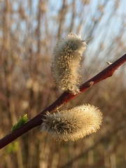 Salix daphnoides