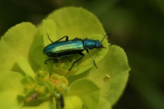 Psilothrix viridicoerulea