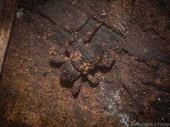 Methidrysis afflicta