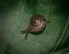 Nitor pudibundus