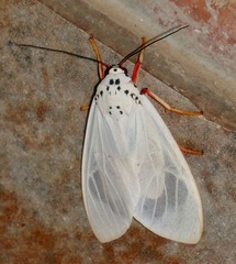 Amerila phaedra