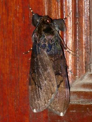 Audea bipunctata