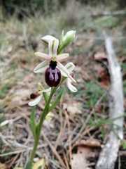 Ophrys exaltata arachnitiformis