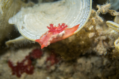 Goniodoris violacea