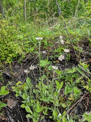 Antennaria parlinii fallax