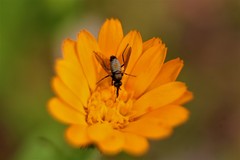 Usia versicolor