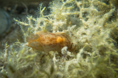 Dendrodoris fumata