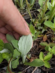 Antennaria parlinii fallax