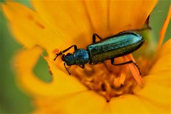 Psilothrix viridicoerulea