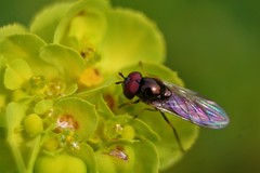 Syrphidae