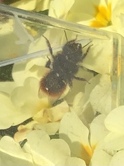 Osmia bicolor