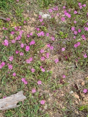 Silene colorata