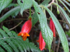 Columnea anisophylla