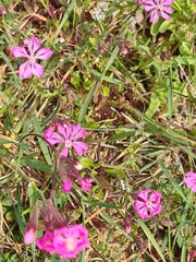 Silene colorata