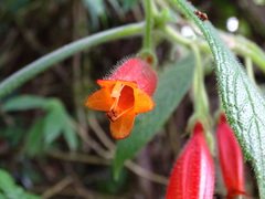 Columnea anisophylla