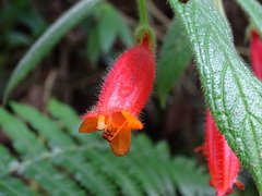Columnea anisophylla