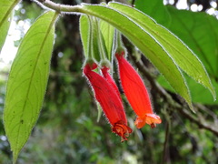 Columnea anisophylla