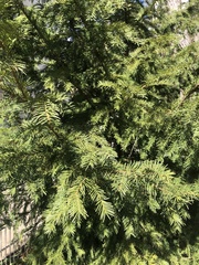 Taxus baccata