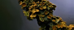 Xanthoria parietina