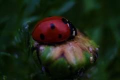 Coccinella septempunctata