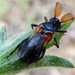 Wedge-shaped Beetles - Photo (c) dlbowls, some rights reserved (CC BY-NC), uploaded by dlbowls