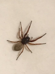 Trachelas volutus