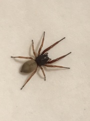 Trachelas volutus