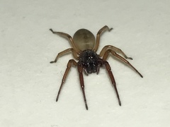 Trachelas volutus