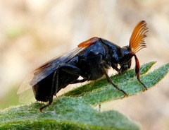 Ripiphorus