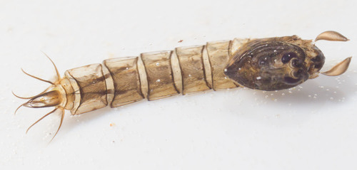 Chaoboridae