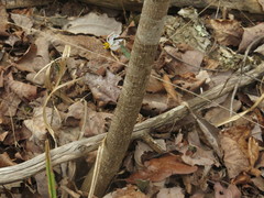 Dirca decipiens