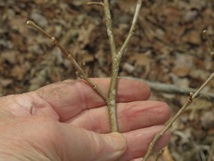 Dirca decipiens